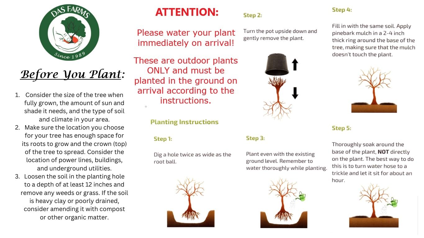 Four Pack of Pragense Viburnum - Evergreen Privacy Hedge - 4 Live Plants Shipped 2 to 3 Feet Tall by DAS Farms