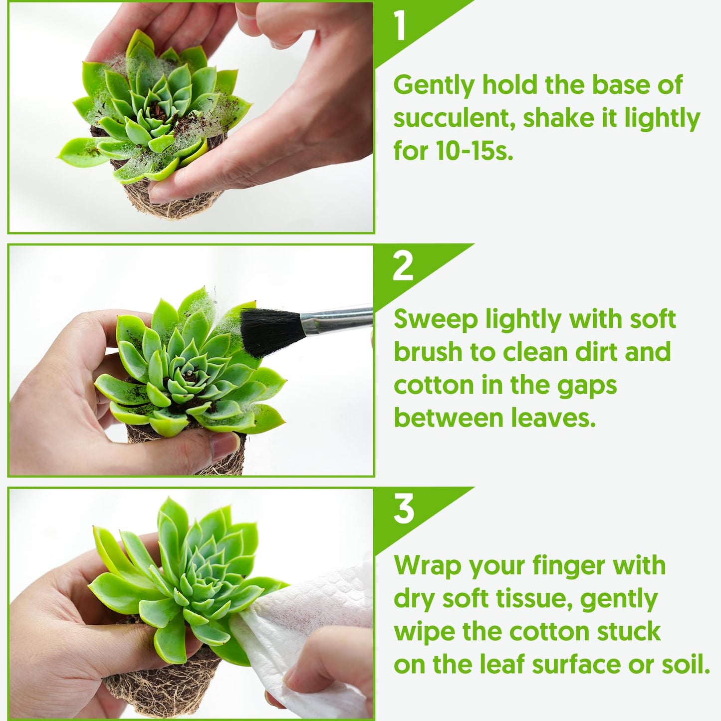 Sprout N Green Kalanchoe Tomentosa Panda Plant with 4 inch Starter Pot, Rare Live Succulent Plant Fully Rooted, Home Office Indoor Outdoor Wedding Decoration DIY Projects Party Favor