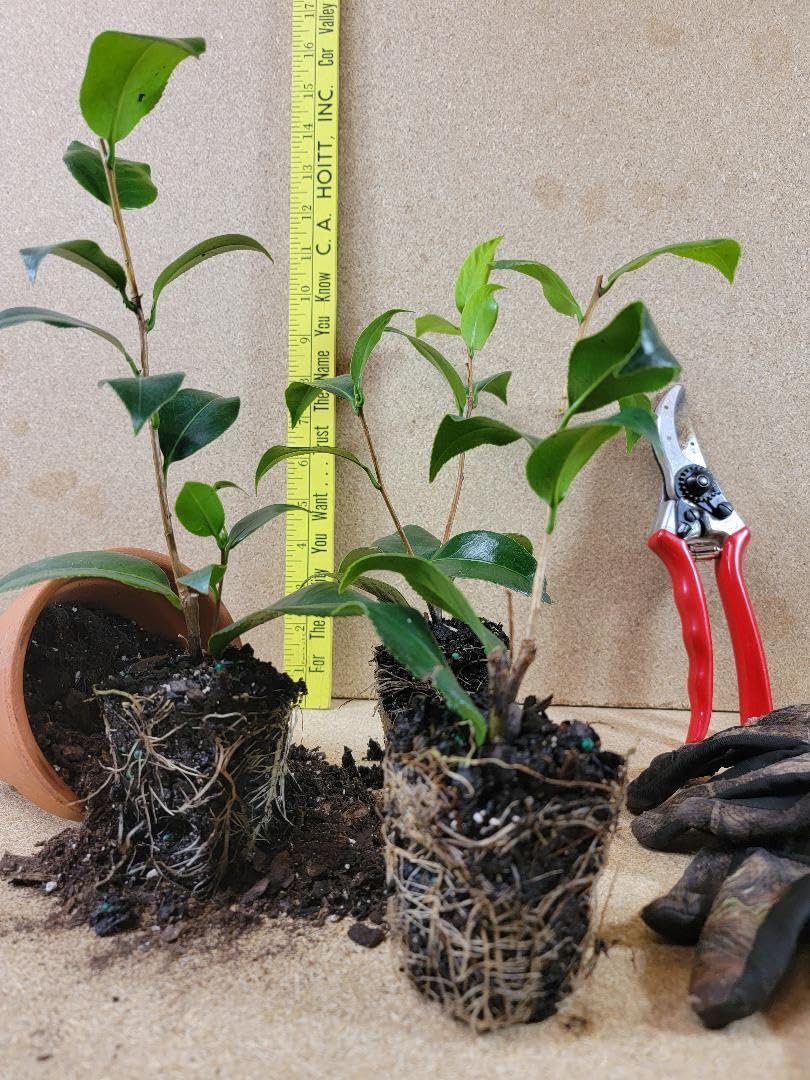 Live Plant - Mine No Yuki White Doves Camellia - Starter Plant