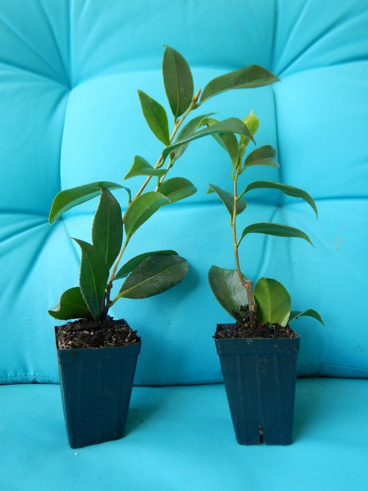 Live Plant - Camellia Japonica-Live Starter Plant