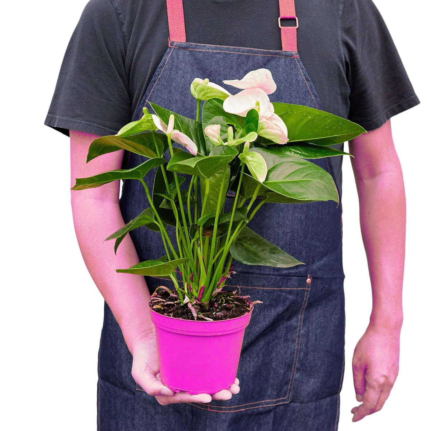 3 Pack Anthurium 'White' in 6in Pot - Live Tropical Houseplant - Easy to Grow | Variegated | USA Growers | The Snobby Leaf