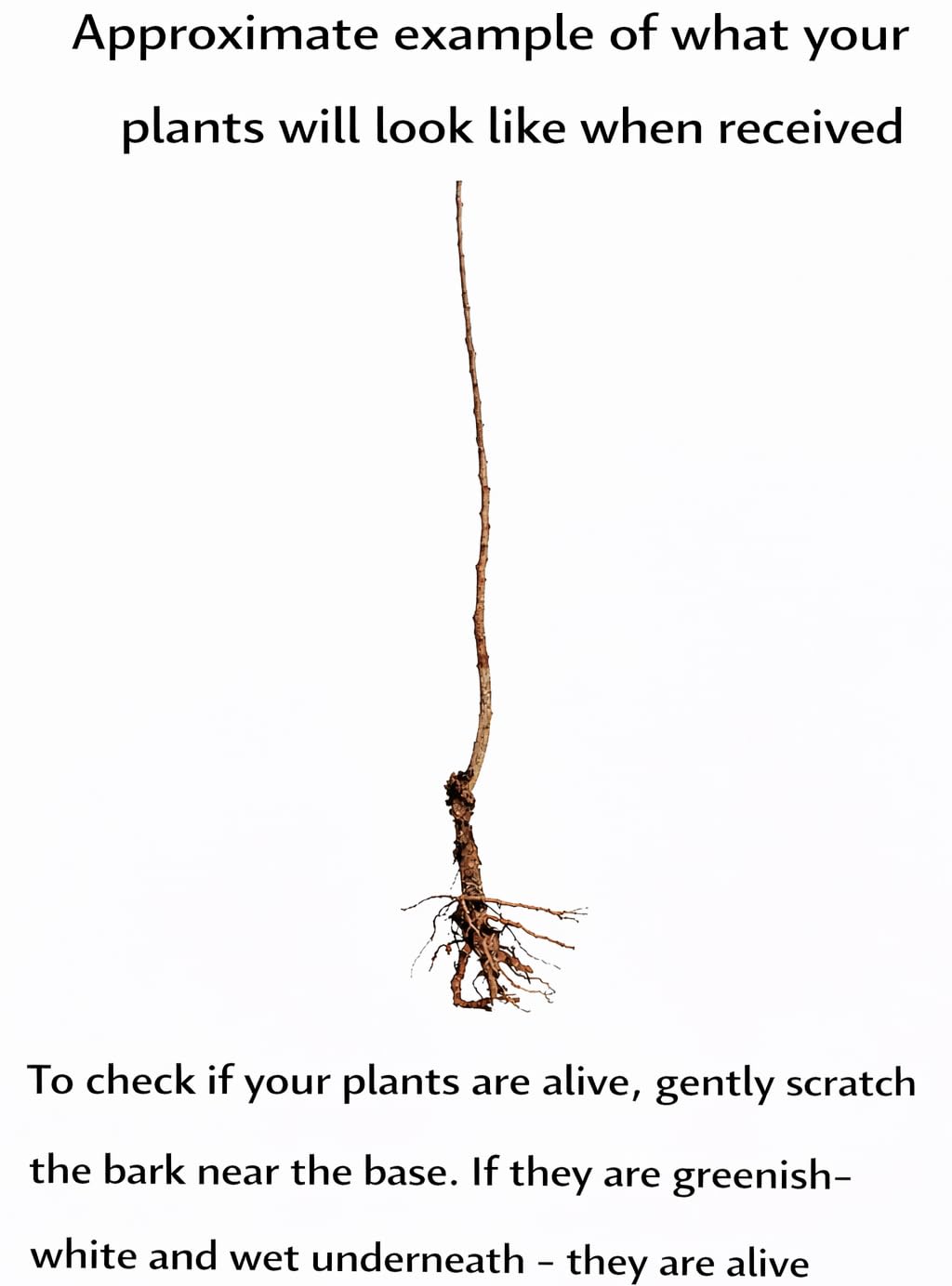 2 Chinese Chestnut Trees - 12-24" Tall Live Plants - Bareroot Seedlings - Castanea mollissima - (2 Pack)