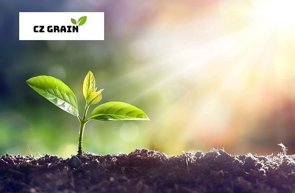 Pink and Green Caladium Bulbs for Planting - Perennial Hosta, Elephant Ears, Fancy (6 Bulbs)