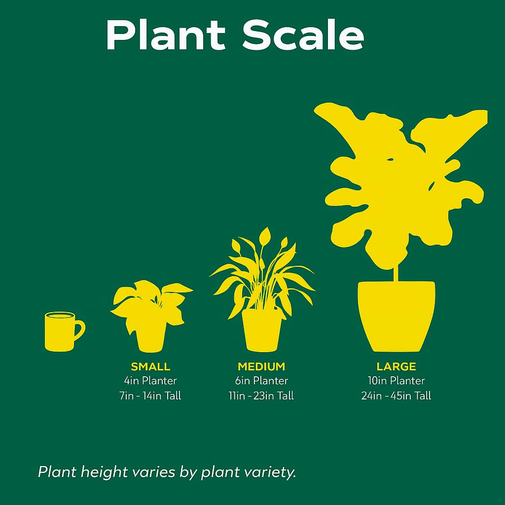 Euphorbia 'Mint Cream' | Live Plant for Indoor & Outdoor | for Living Room, Office, Bathroom | (6" Pot)