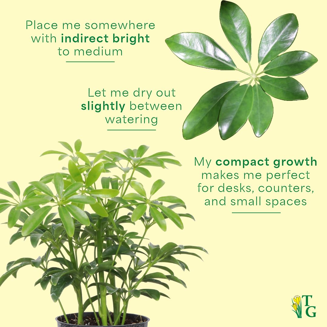 Thorsen's Greenhouse Live Arboricola Umbrella Tree Plant, Schefflera Arboricola, Natural Air Purifier, Easy to Grow, Live Indoor Houseplant, 6-inch Diameter (Navy (6" Pot))
