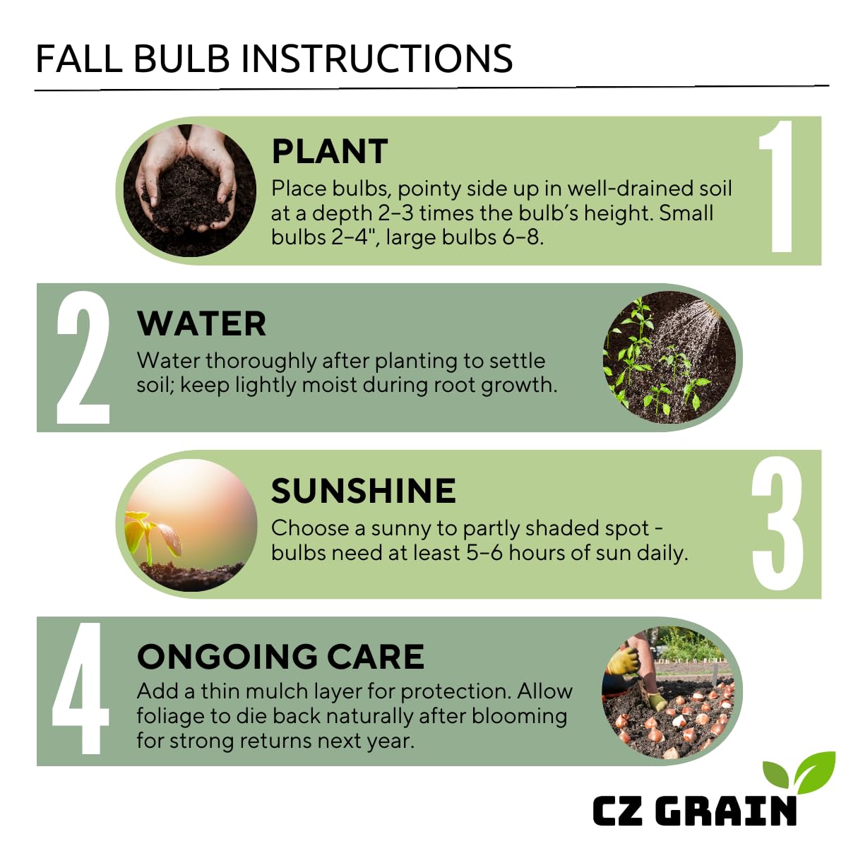 10 Florida Cardinal Caladium Bulbs for Planting - Perennial Hosta, Elephant Ears, Fancy (10 Bulbs)