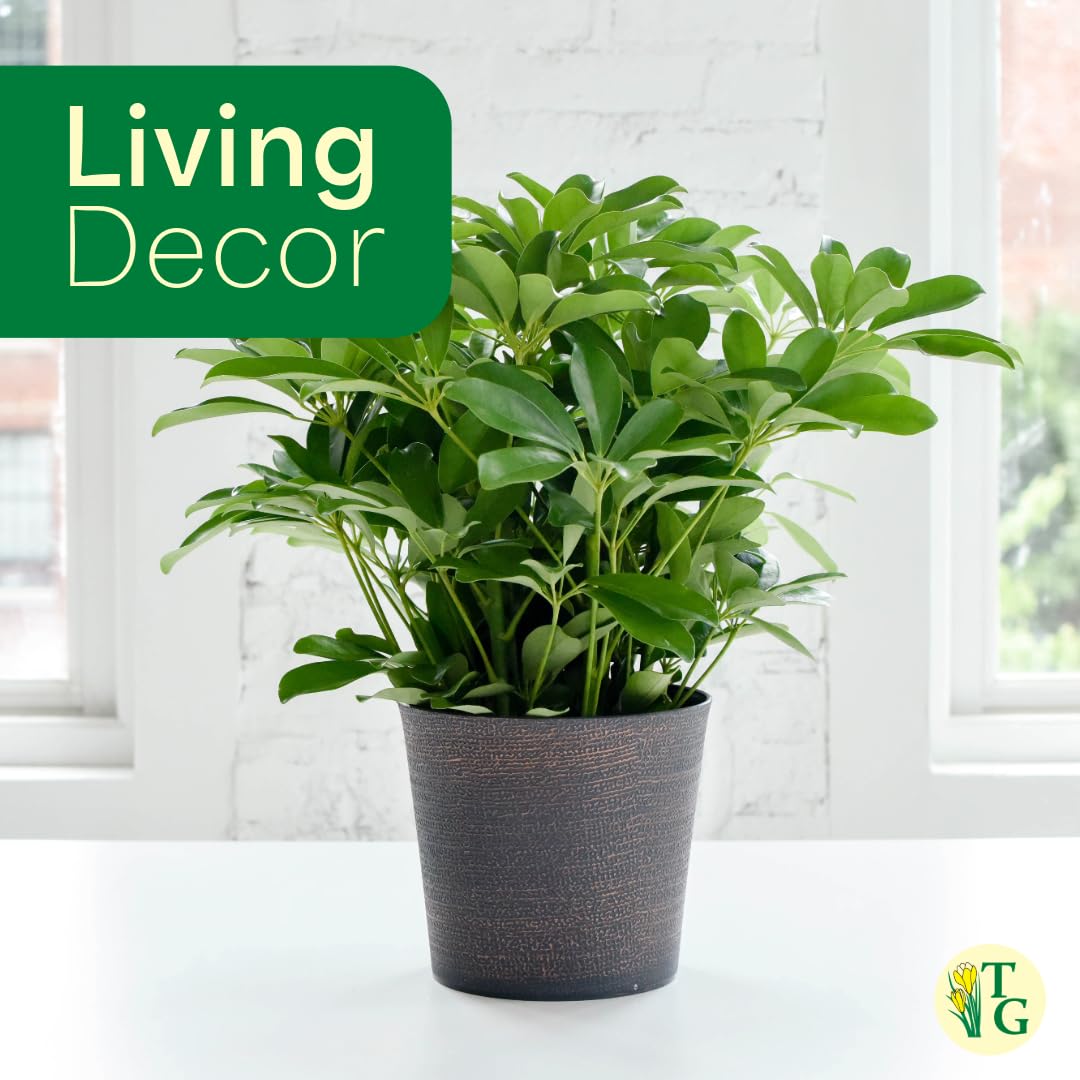 Thorsen's Greenhouse Live Arboricola Umbrella Tree Plant, Schefflera Arboricola, Natural Air Purifier, Easy to Grow, Live Indoor Houseplant, 6-inch Diameter (Chocolate (6" Pot))