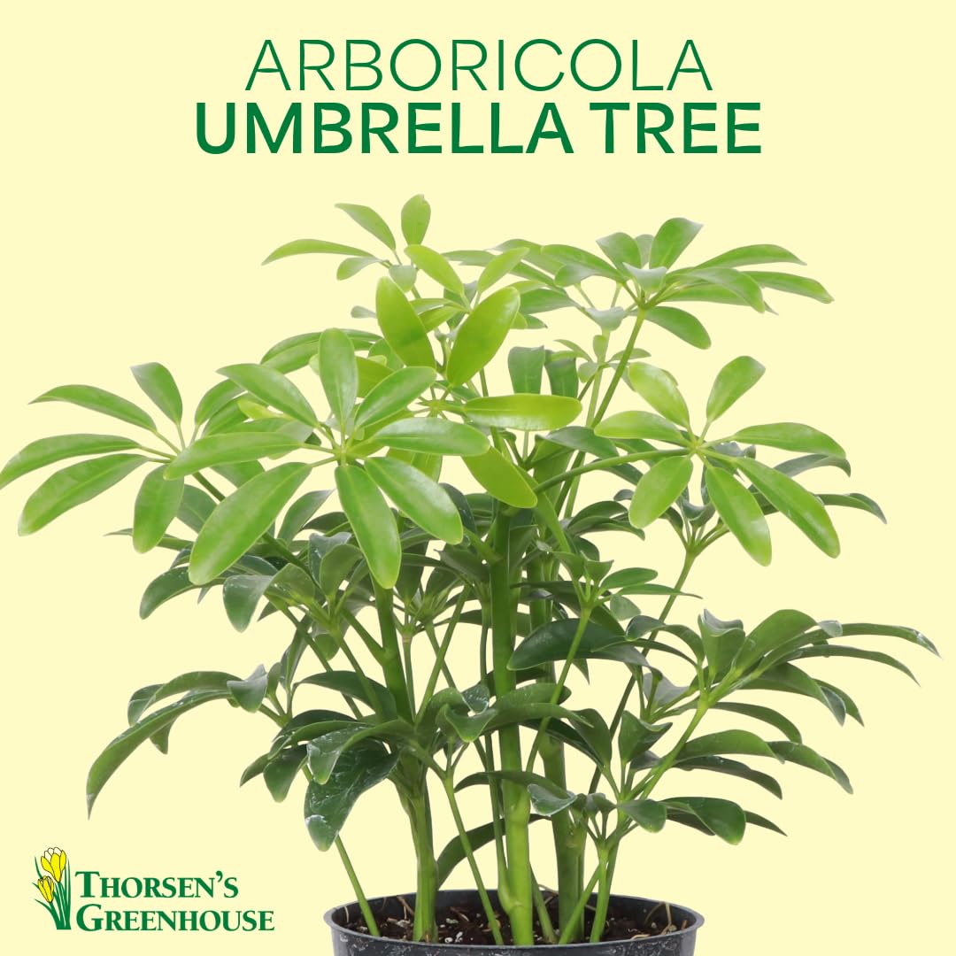 Thorsen's Greenhouse Live Arboricola Umbrella Tree Plant, Schefflera Arboricola, Natural Air Purifier, Easy to Grow, Live Indoor Houseplant, 6-inch Diameter (Growers Pot (6" Pot))