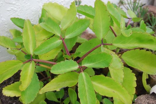 Rare KALANCHOE PINNATA Miracle Leaf air Plants Bryophyllum Pinnatum 4" Plant, Succulent, Cactus, for Home and Garden