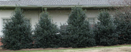 Nellie R Stevens Holly - Holiday Color - Live Plant Shipped 1 to 2 Feet Tall by DAS Farms (No California)