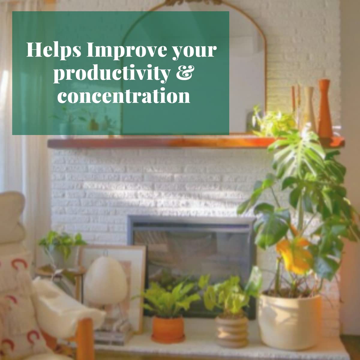 House Plant Shop | Lipstick 'Classic' - 6" Pot | Live Indoor Plant | Easy to Care | Natural Décor Plant | Great Gifts| Free Care Guide