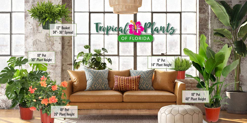 Tropical Plants of Florida Alocasia Regal Shields Live Plant 3 Gallon 10 Inch Nursery Pot, 26 to 32 Inch Tall Elephant Ear with Dark Green and Purple Foliage