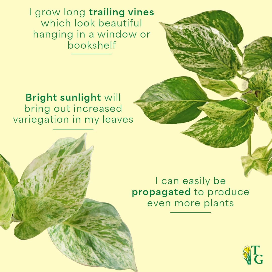 Thorsen's Greenhouse Marble Queen Pothos, Live Indoor Plant, Easy to Grow, Rare Variegated Houseplant, Natural Air Purifier, 6-inch Diameter Pot (Nursery Pot)