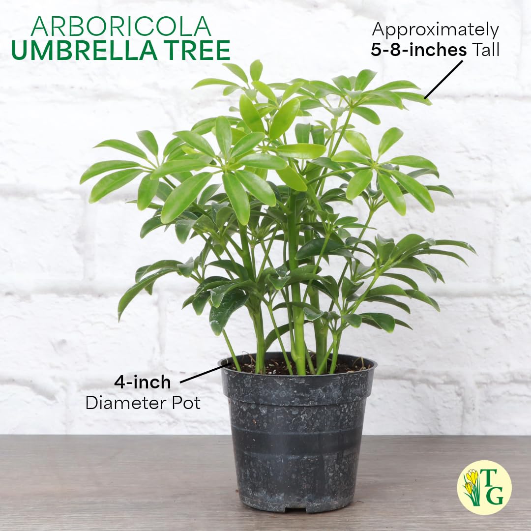 Thorsen's Greenhouse Live Arboricola Umbrella Tree Plant, Schefflera Arboricola, Natural Air Purifier, Easy to Grow, Live Indoor Houseplant, 4-inch Diameter (3 Pack Nursery Pots)
