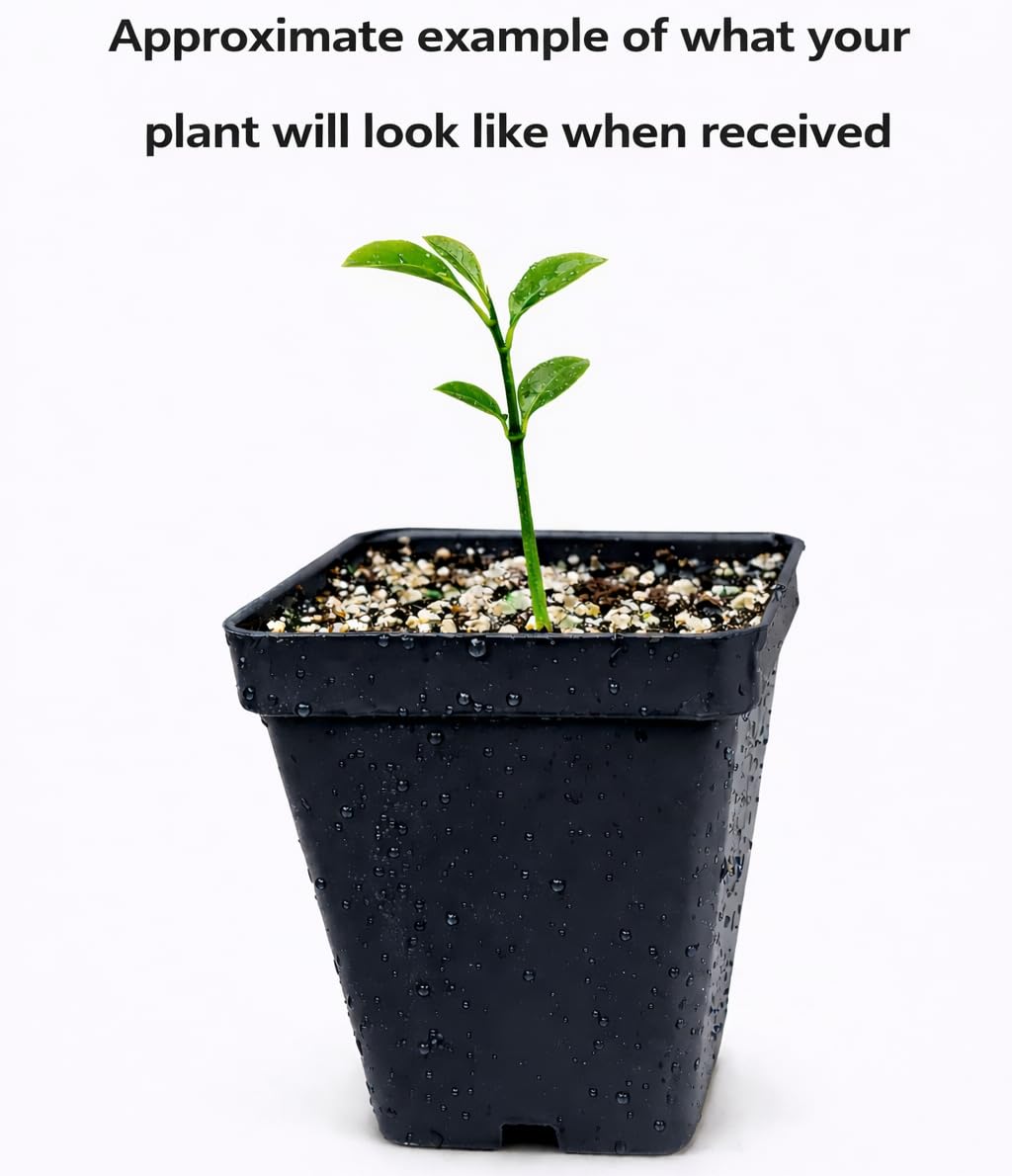 Live Meyer Lemon Tree - 2-5 Inch Tall Live Plant - Potted Seedling - Yellow Lemon Fruit Plant - Citrus x meyeri