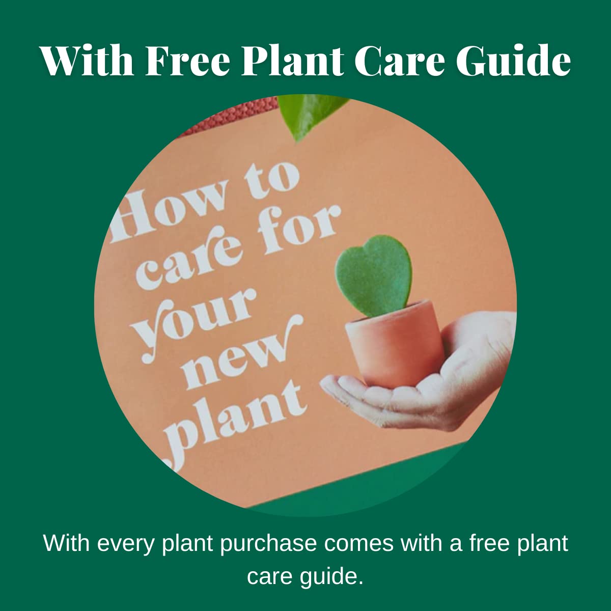 House Plant Shop | Lipstick 'Classic' - 6" Pot | Live Indoor Plant | Easy to Care | Natural Décor Plant | Great Gifts| Free Care Guide