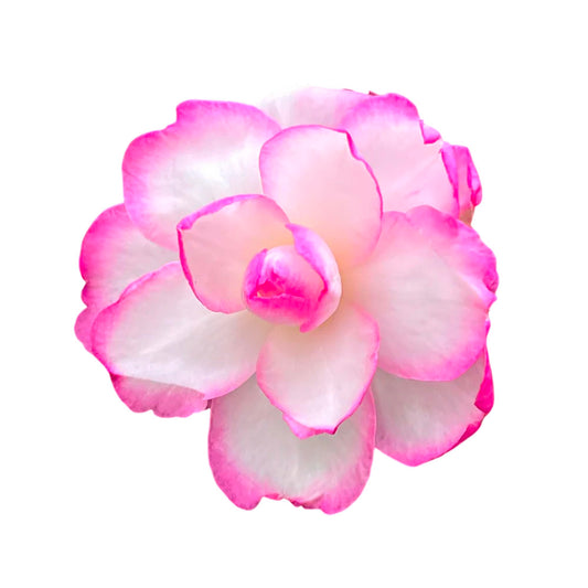 Bob’s Supreme Camellia – Evergreen Flowering Shrub with Large Red Blooms, Hardy Garden Plant for Borders, Containers & Landscapes (2 Gallon/Potted/Set of Two)