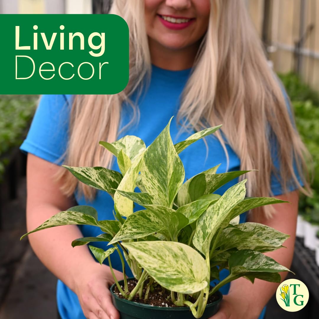 Thorsen's Greenhouse Marble Queen Pothos, Live Indoor Plant, Easy to Grow, Rare Variegated Houseplant, Natural Air Purifier, 4-inch Diameter Pot (Gold)