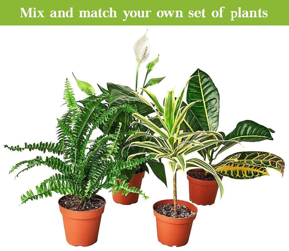 Money Tree Guiana Chestnut Pachira Stump Live Plant for Indoor | Different Houseplants in 4'' & 6'' Pot | Real House Plant for Living Room, Office & Bathroom | Pachira aquatica