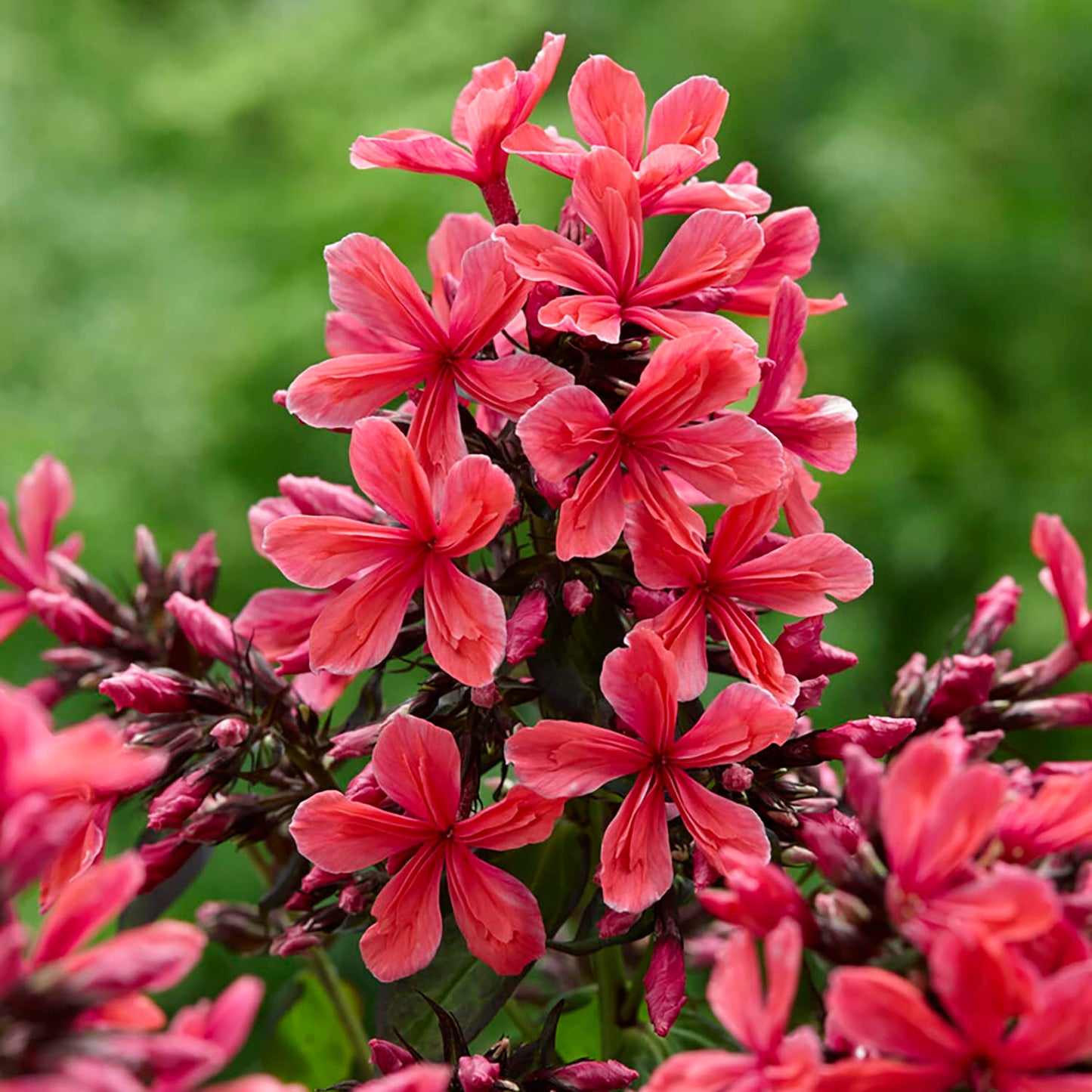 Van Zyverden Tall Phlox Paniculata Cleopatra Set of 9 Roots
