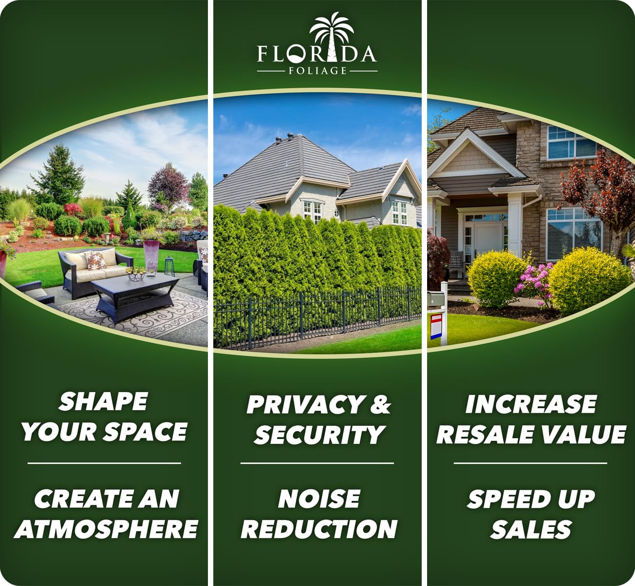 Tibouchina Dwarf Princess | 10 Live Plants | Tibouchina Urvilleana | Purple Blooms, Flowering Shrub, Tropical Evergreen, Patio Accent, Low Maintenance, Fast Growing, Garden Landscaping
