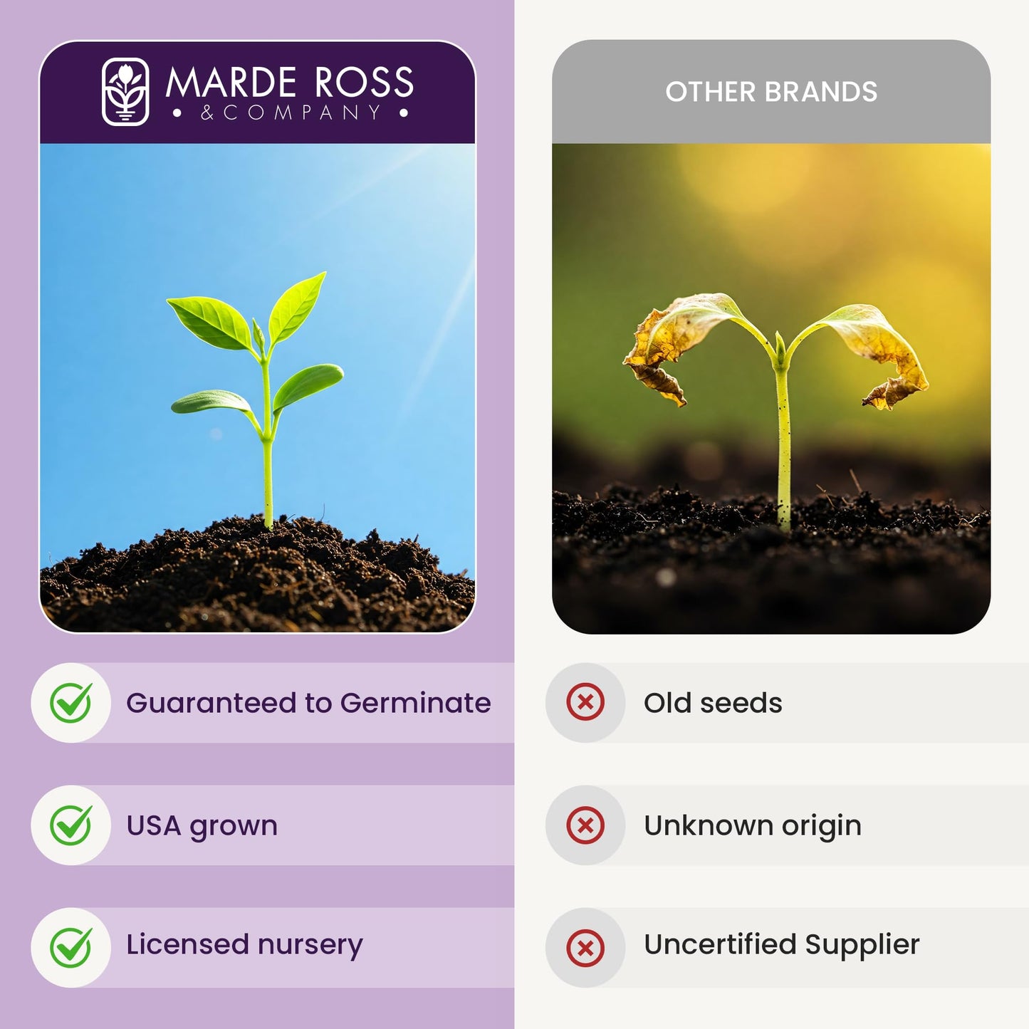 Climbing Vine Seeds for Planting – Colorful Mix of Climbing Flower Seeds: Morning Glory, Nasturtium, Black-Eyed Susan Vine, and Sweet Pea