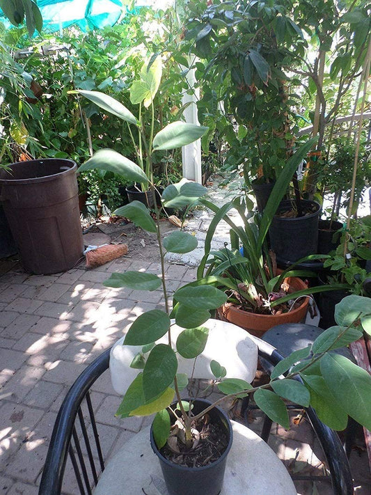 1 Dr. White Cherimoya - Grafted Tree Live Plant