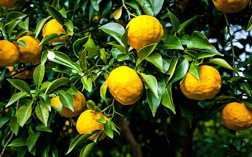 Rare Yuzu Citrus Tree - Indoors/Out - No Ship to Tx,Fl,Az,Ca,La,Hi - 5" Pot