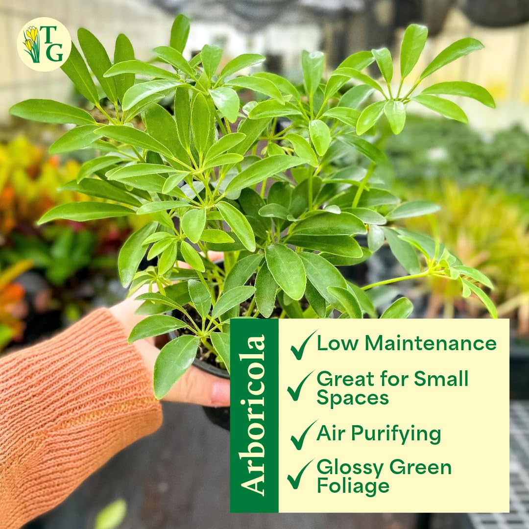 Thorsen's Greenhouse Live Arboricola Umbrella Tree Plant, Schefflera Arboricola, Natural Air Purifier, Easy to Grow, Live Indoor Houseplant, 4-inch Diameter (Coffee)