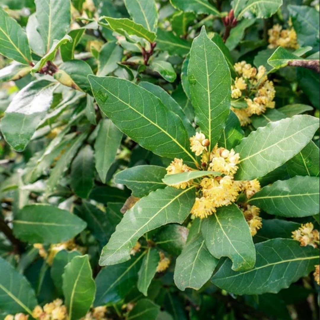3 Live Bay Leaf Plants | 5-6 Inch Herb Plants | Laurus Nobili Live Plant | Culinary and Home Garden | Bay Laurel Tree Live Plant