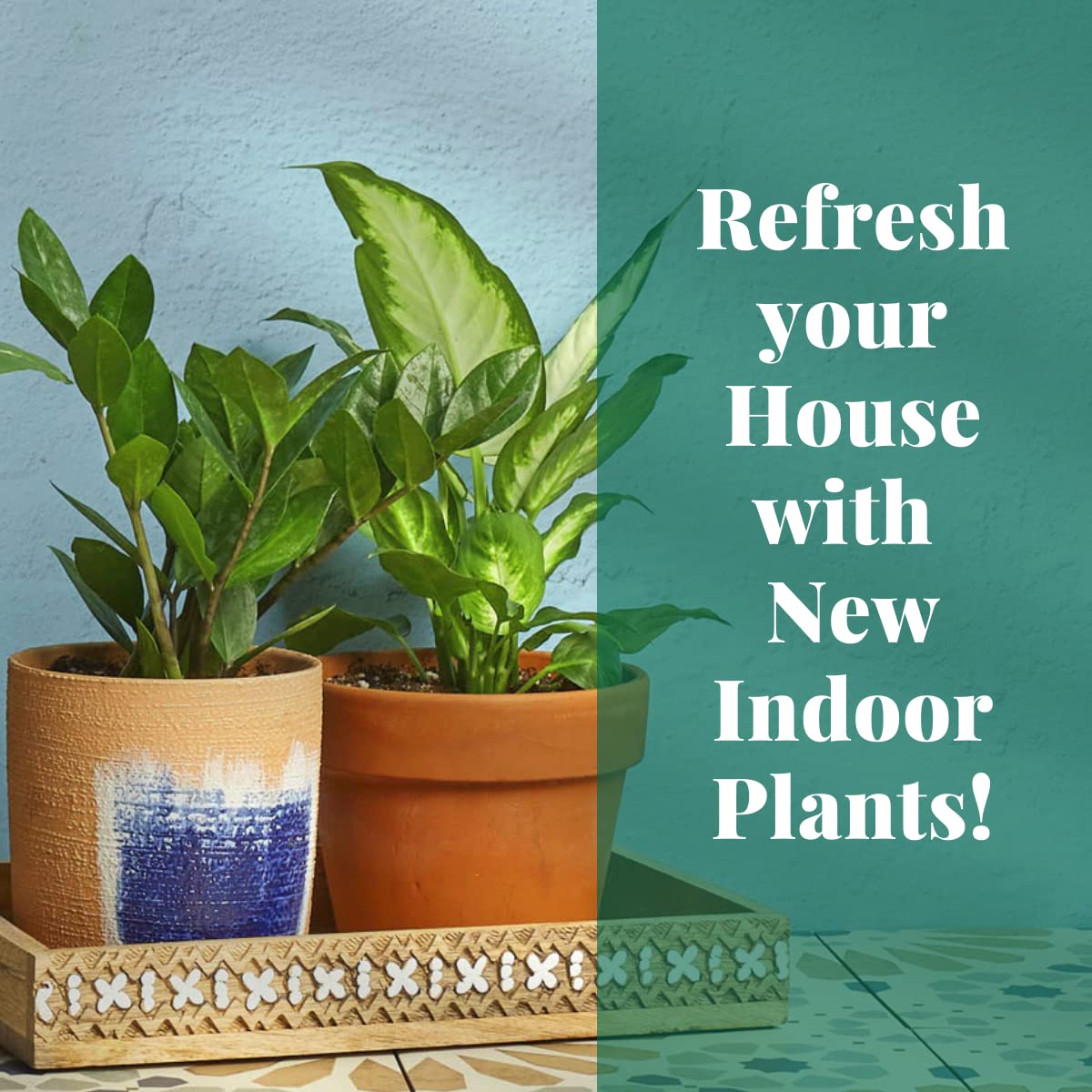House Plant Shop | Anthurium 'Red' - 6" Pot | Live Indoor Plant | Easy to Care | Natural Décor Plant | Great Gifts| Free Care Guide