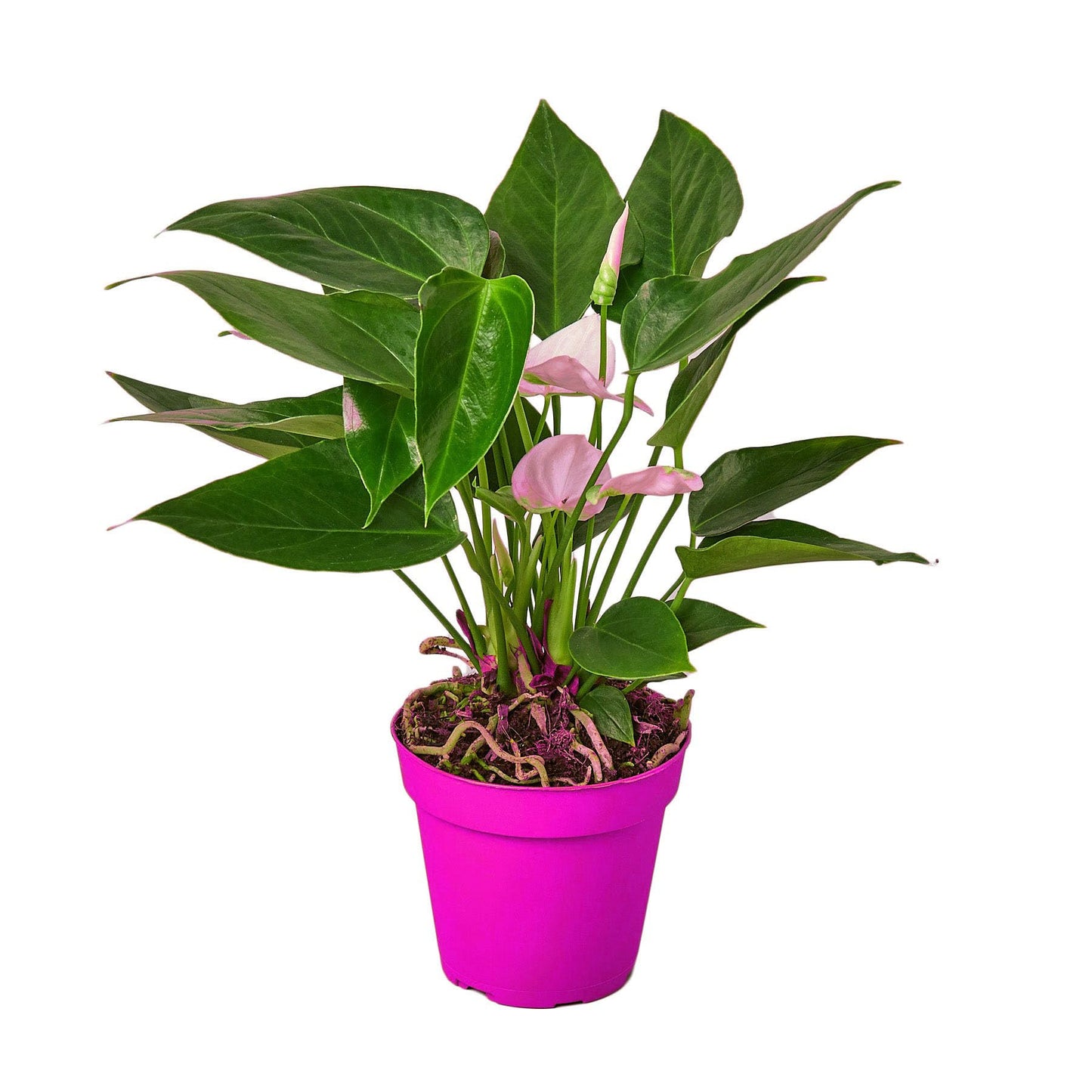 2 Pack Anthurium 'White' in 6in Pot - Live Tropical Houseplant - Easy to Grow | Variegated | USA Growers | The Snobby Leaf