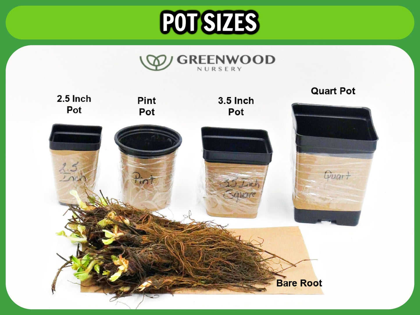 Greenwood Nursery: Live Perennial Plants - Yellow Trumpet Creeper Vine + Campsis Radicans - [Qty: 2X 3.5 Pots] - (Click for Other Available Plants/Quantities)
