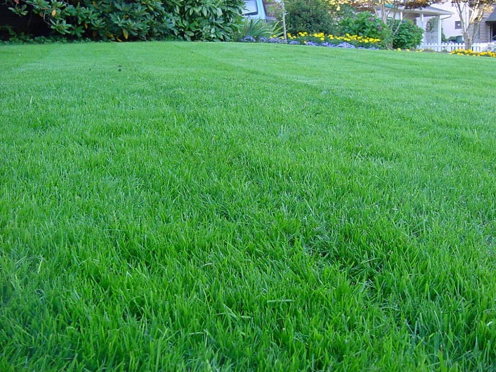 Kentucky Bluegrass Lawn Grass Seed, 1 Pound