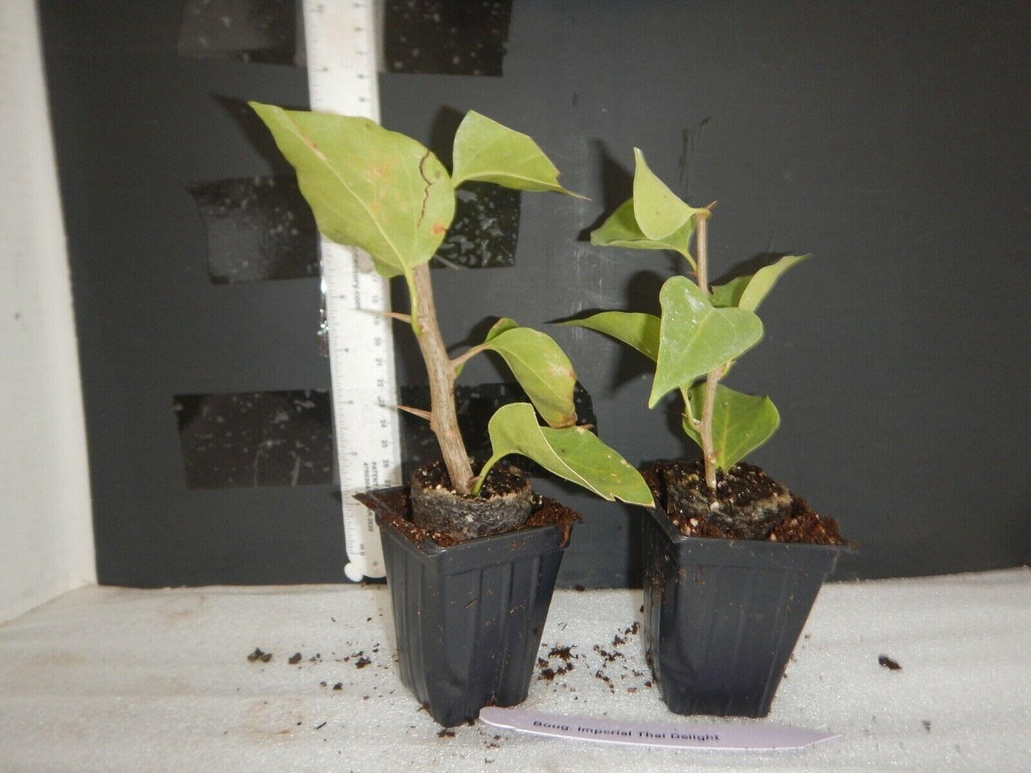Live Plant - California Gold Bougainvillea Small Well Rooted Starter Plant