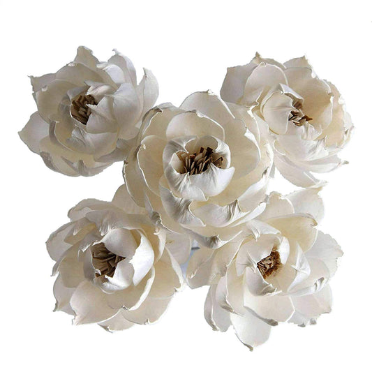 plawanature 5 Peony Auguste Dessert Flower 3" Sola Flower Reed Diffuser for Home Fragrance