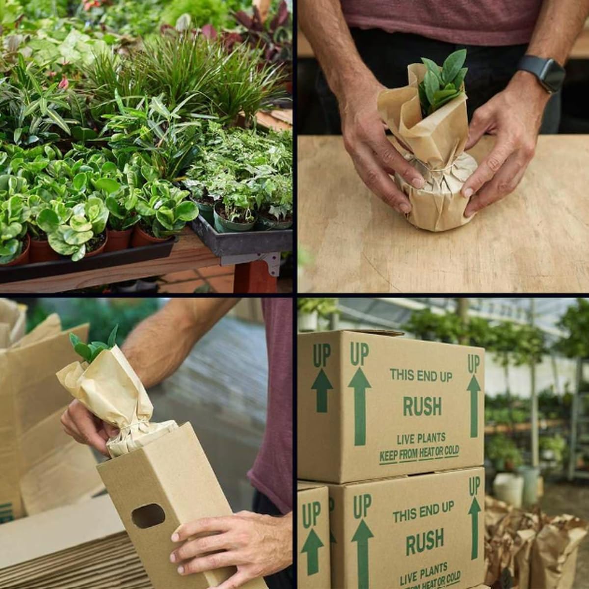 Philodendron Cordatum Heartleaf | Live Plant for Indoor & Outdoor | for Living Room, Office, Bathroom | (4" Pot)