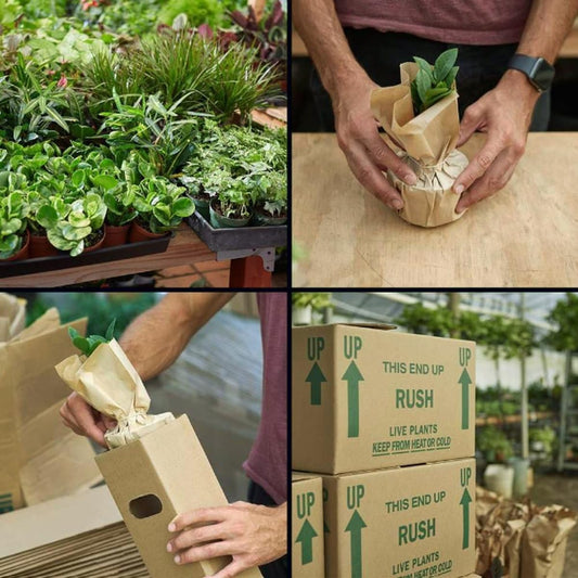 Alocasia Amazonica 'Bambino' | Live Plant for Indoor & Outdoor | for Living Room, Office, Bathroom | (4" Pot)