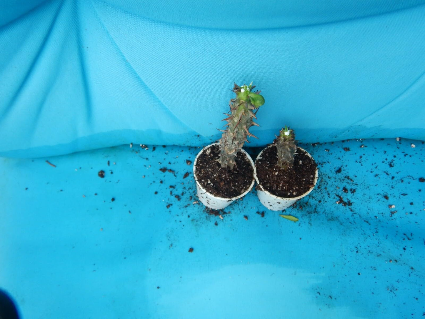 Live Plant - Mee Ngern Crown of Thorns-Euphorbia Milii Christ Plant Starter Plant