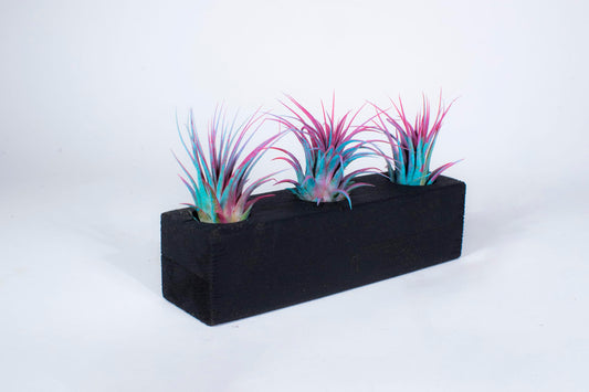 Air Plants 3 Pack - Tillandsia Ionantha - 3 Hole Planter - Organically Enhanced Color - Live Arrival Guaranteed - House Plants for Home Decor & Gift (3Pk Blue Pink + Planter)