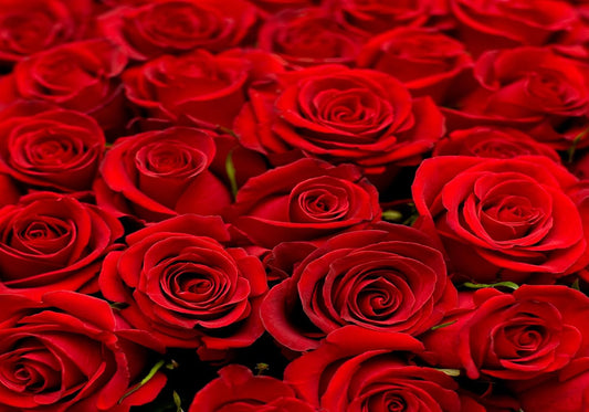 SHDASMIL 10X7ft Fabric Bright Red Roses Close Up Backdrop Fresh Floral Bouquet Background for Valentines Day Wedding