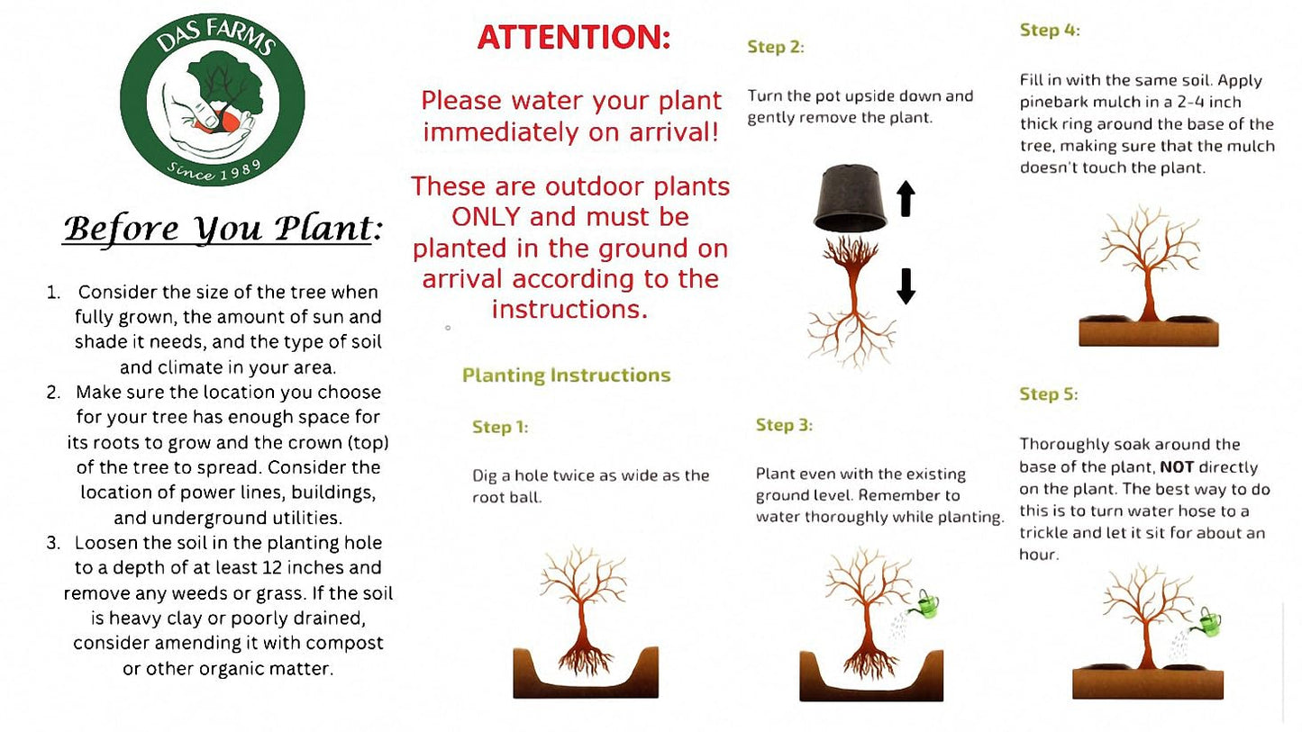 Hazelnut Tree - Produces Nuts - Live Plant Shipped 3 Feet Tall by DAS Farms