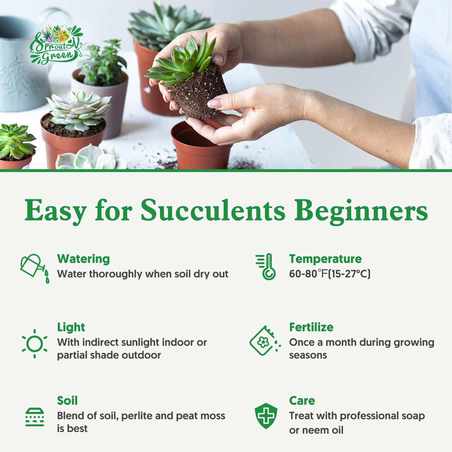 Sprout N Green 4" String of Buttons, Live Crassula 'Baby's Necklace' Trailing Succulent Rooted in Pot, Houseplant for Home Office Hanging Decoration, DIY Projects, Party Favor, Keep Away from Pets