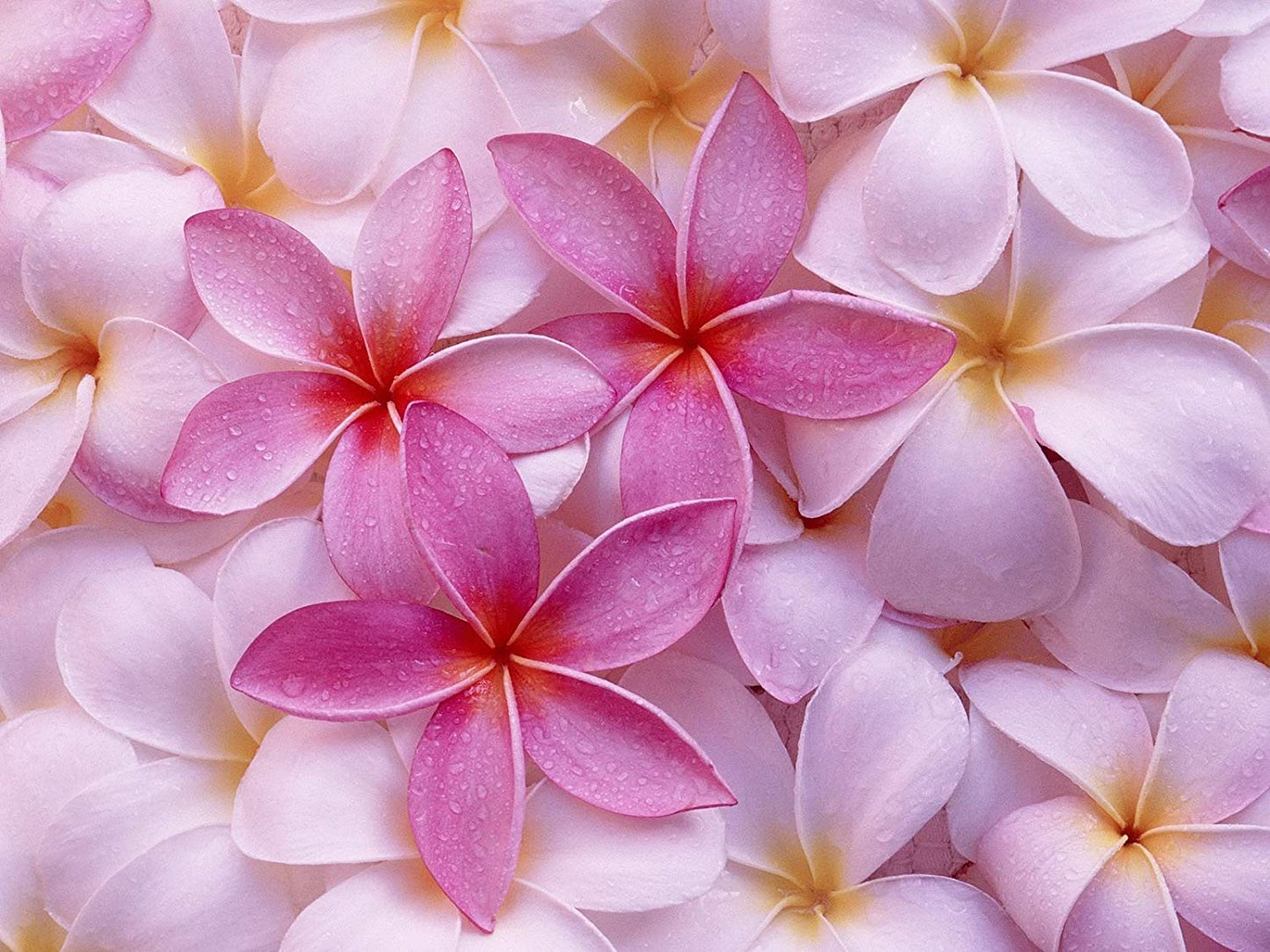 4 Live Tropical Mixed Hawaiian Plumeria Plant Cuttings 10 Inch Each - Discount Hawaiiangifts