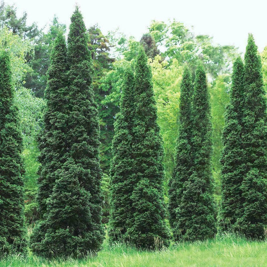 Live Plant - 30 Thuja Green Giant Arborvitae Trees/Shrubs, 6-12" Tall Live Plants, 2.5" Pots