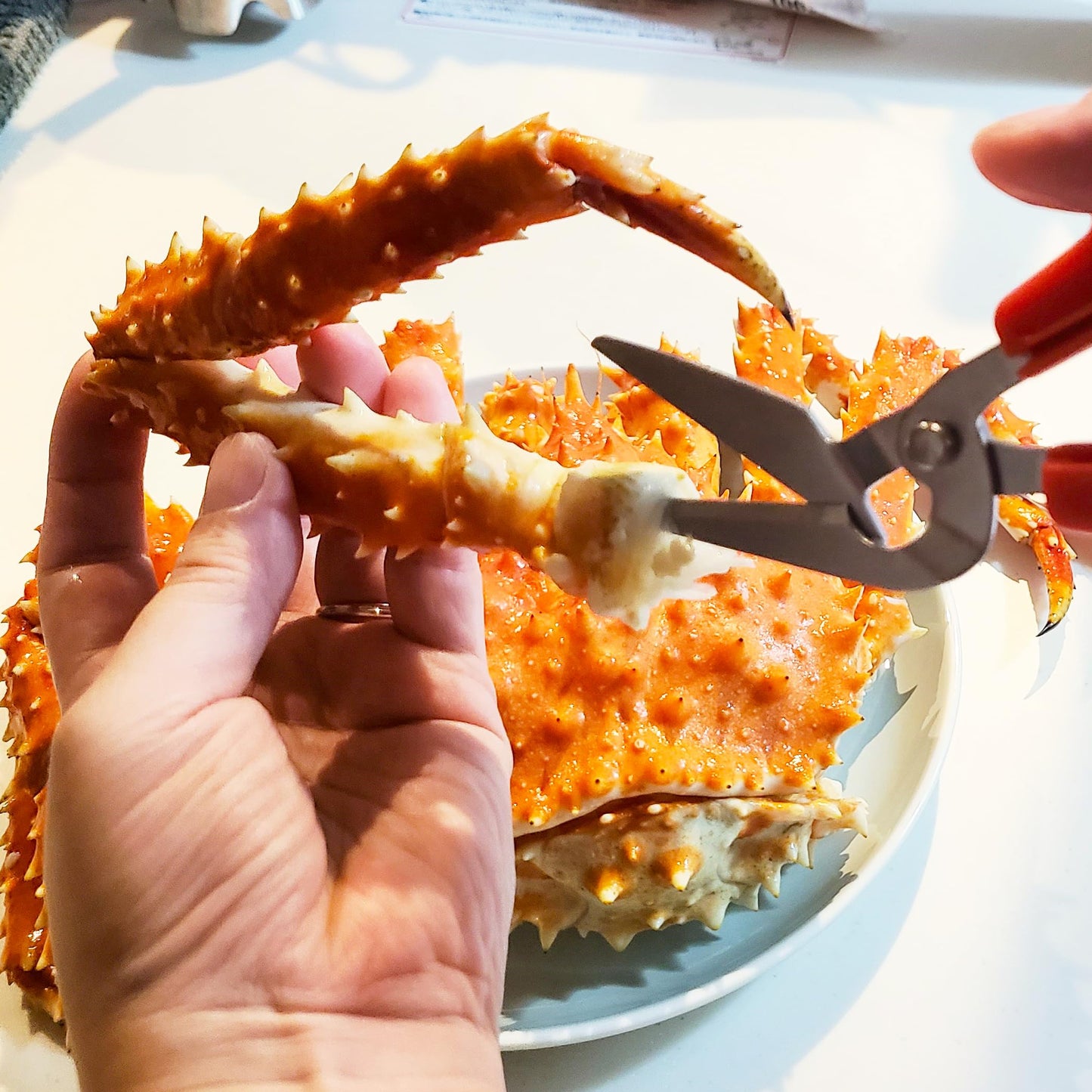 CANARY Crab Scissors Heavy Duty 6.7", Made in JAPAN, Seafood Scissors for Cutting Crab Legs, Lobster, Shell, Sharp Serrated Japanese Stainless Steel Blade, Red