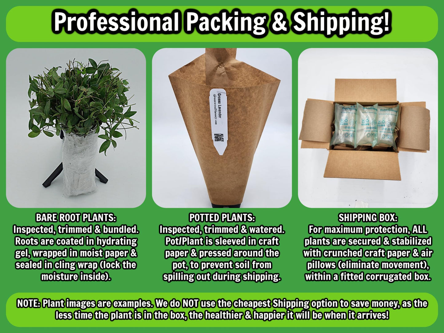 Greenwood Nursery: Live Perennial Plants - Yellow Trumpet Creeper Vine + Campsis Radicans - [Qty: 2X 3.5 Pots] - (Click for Other Available Plants/Quantities)