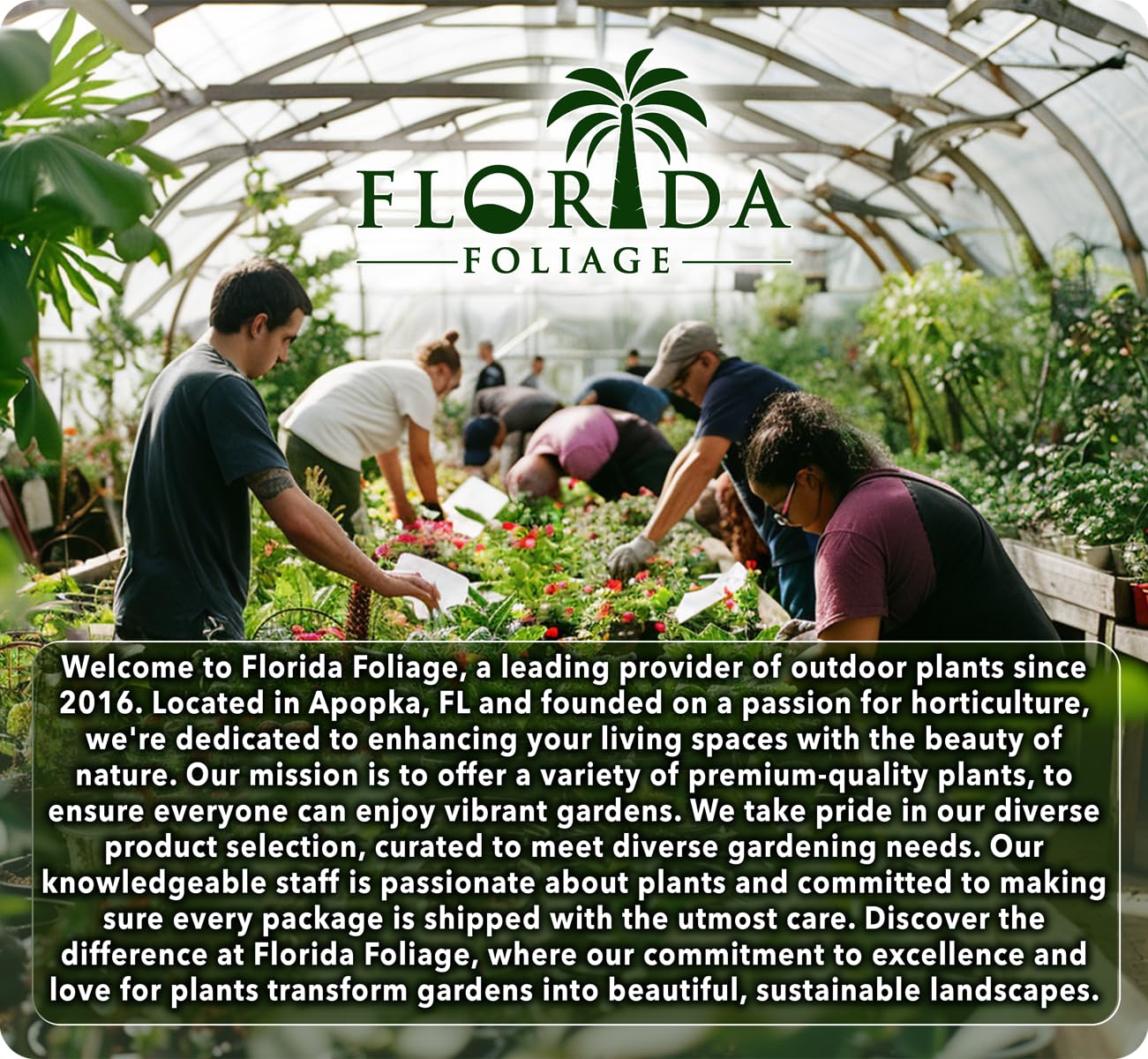 Viburnum Densa | 1 Extra Large Trade 3 Gallon Plant | Viburnum Obovatum 'Densa' | Live Compact Evergreen Shrub | Low-Maintenance Privacy Plants for Landscaping