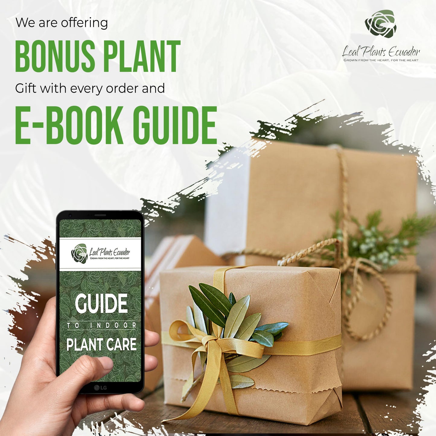 LEAL PLANTS ECUADOR Alocasia Variegated Mickey Mouse (Pack of 2) | Elephant Ear Plant | Heartshape Plant