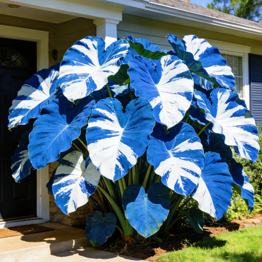 BGNIORT Elephant Ear for Planting Outdoors/Elephant Ear Mix Colors, Gardens and Balconies,Easy for Beginners (2)